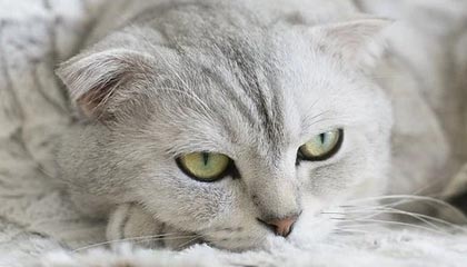 电竞新闻-唐斯22+11哈特33+7 尼克斯送步行者14连败