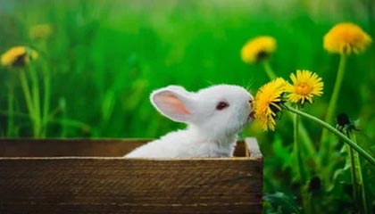 赛事动态-波尔津吉斯30分特雷杨21分 勇士胜奇才结束五连败